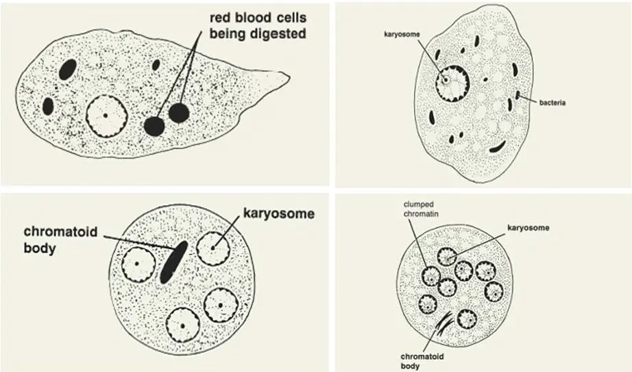 Key differences between e. histolytica & e. coli