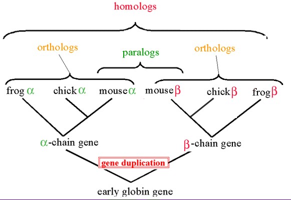 Orthologous genes