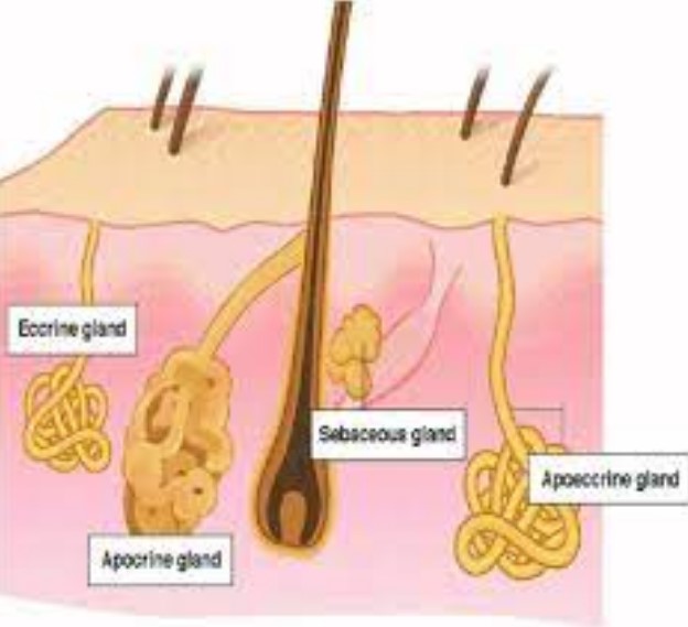 Overview of apocrine sweat glands