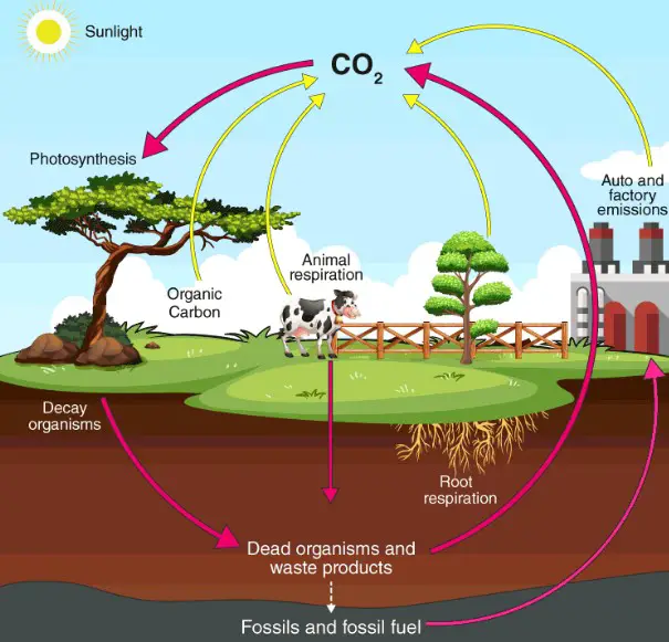 Overview of carbon cycle