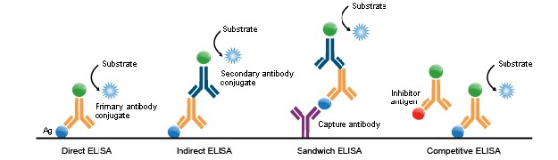 Overview of competitive and noncompetitive elisa