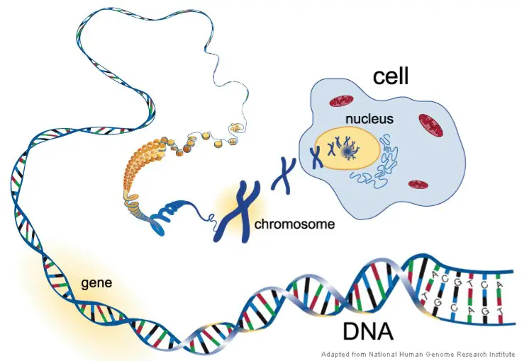 Overview of dna and chromosomes