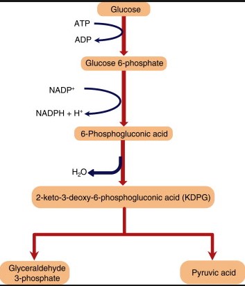 Overview of entner-doudoroff pathway (edp)