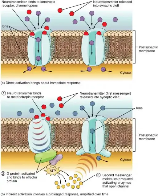 Overview of ionotropic receptors