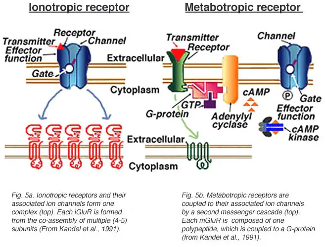 Overview of metabotropic receptors