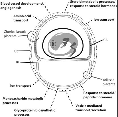 Overview of oviparity