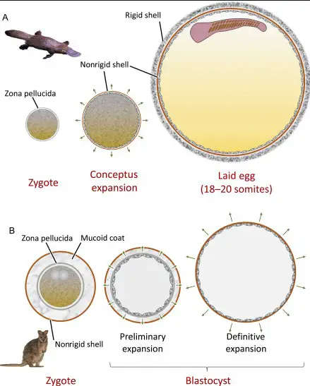 Overview of ovoviviparity