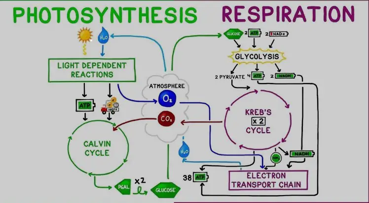 Overview of photosynthesis and respiration