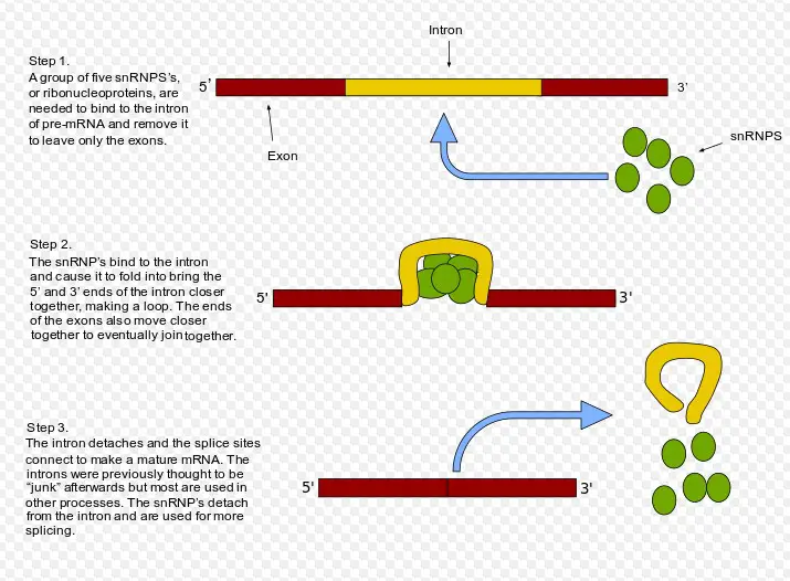 Overview of rna splicing
