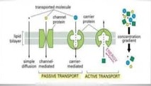 Overview of the electrical properties of cells