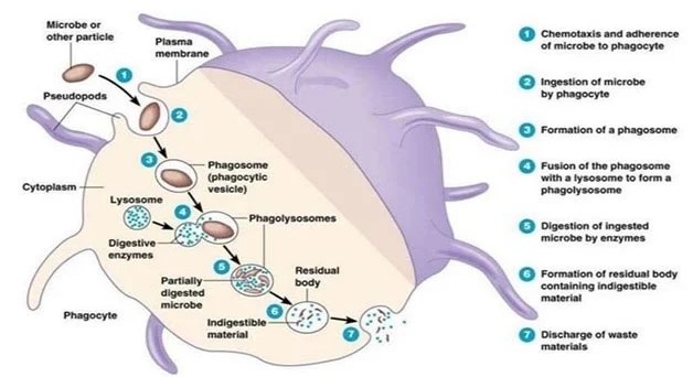 Overview of the mechanisms of phagocytosis