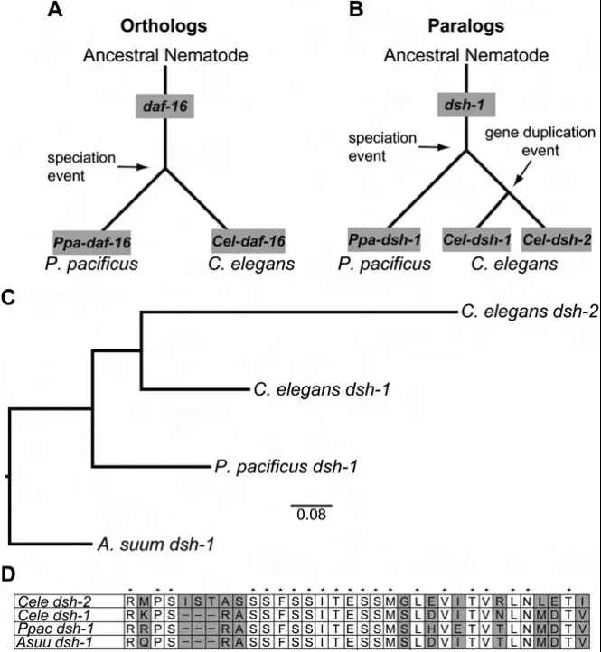 Paralogous genes