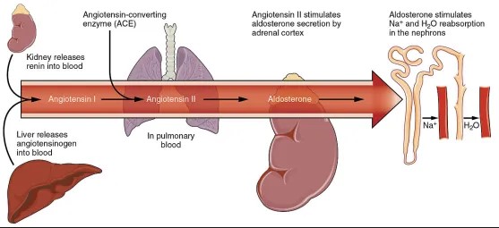 Physiological differences between angiotensin 1 and 2
