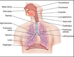 Pulmonary respiration: definition and examples
