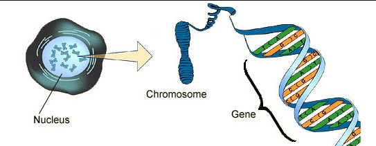 Relation Between Chromosome Dna And Gene