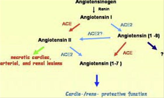 Role of angiotensin 1 and 2 in hypertension