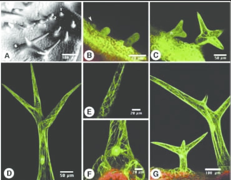 Structure and anatomy of filaments and trichomes