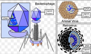 Structure and function of a capsid