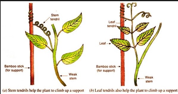 Structure of leaf tendrils
