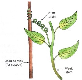 Difference Between Stem Tendril And Leaf Tendril - Relationship Between