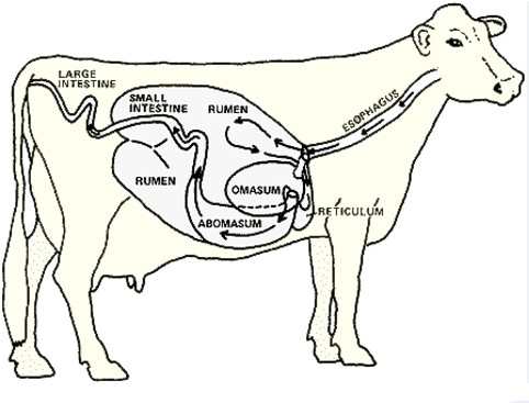 Structure of the ruminant digestive system