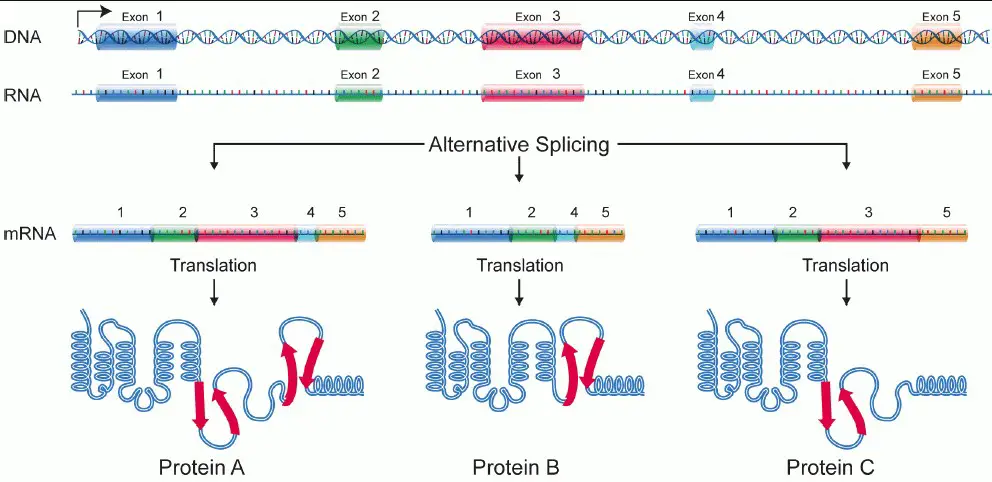 The difference between allozymes and isozymes