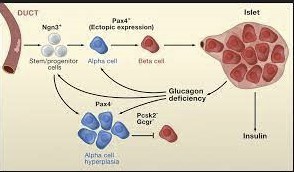 The major differences between alpha and beta cells