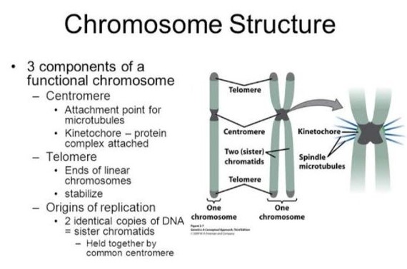 The structure and function of chromosomes