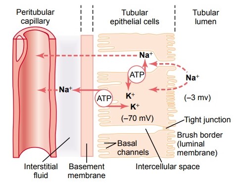 Tubular reabsorption