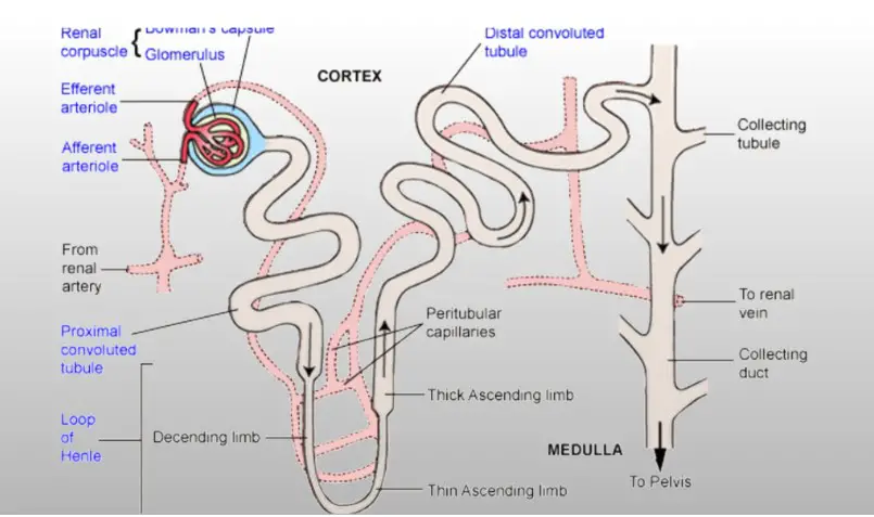 Tubular secretion