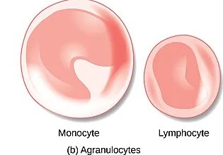 Types of agranular leukocytes