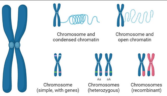 Types of chromosomes and their role in genome structure