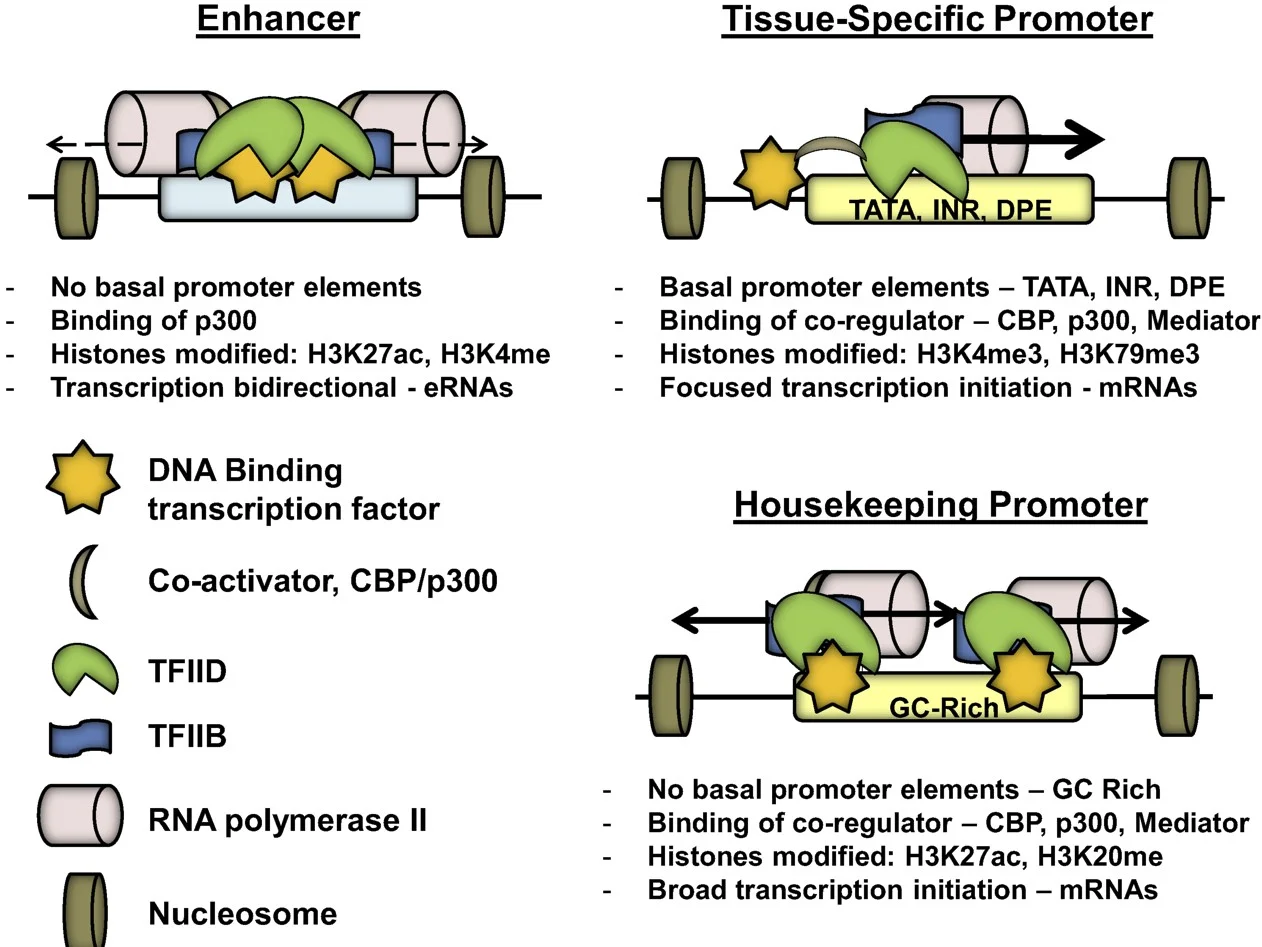 Difference Between Enhancer And Promoter - Relationship Between