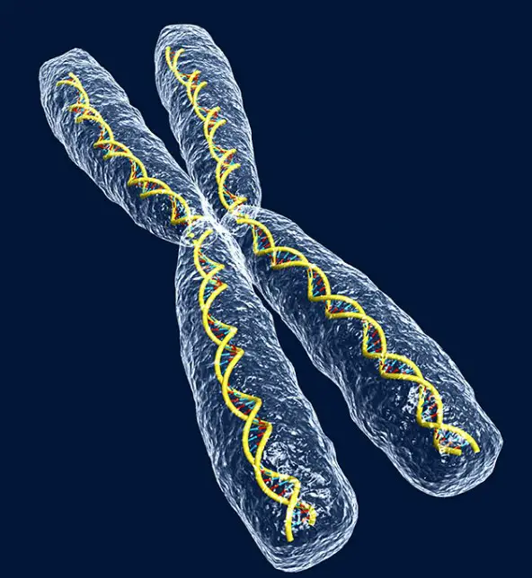 Types of enzymes and allozymes