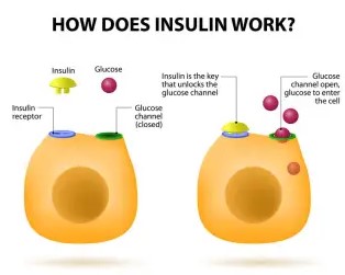 Types of insulin: exploring the different types of insulin