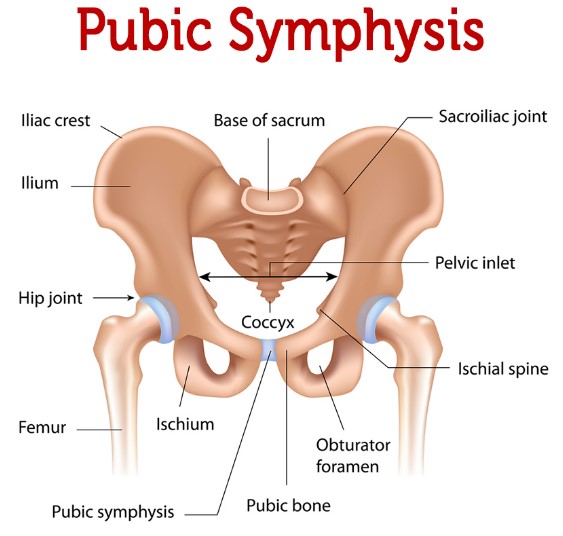 Types of symphysis