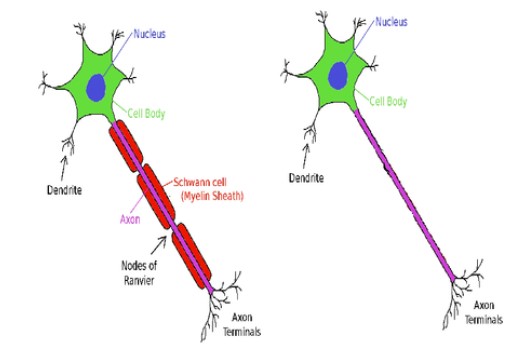 Unmyelinated axons