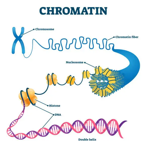 What Is The Relation Between Chromatin And Chromosomes