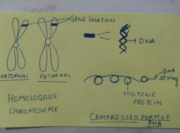 What Is The Relation Between Chromosomes And Dna