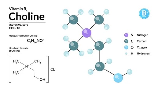 What is choline