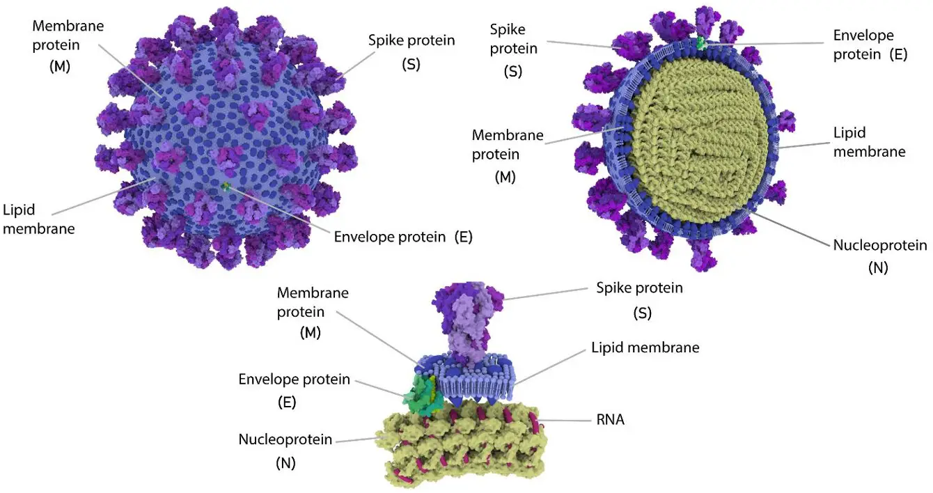 Difference Between Capsid And Nucleocapsid Relationship Between