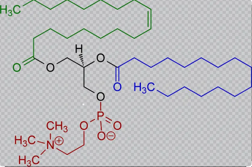 What is phosphatidylcholine