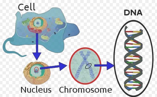 What Is The Relation Between Dna And Chromosomes - Relationship Between