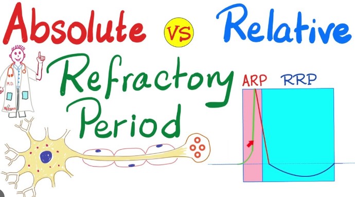Difference Between Absolute And Relative Refractory Period