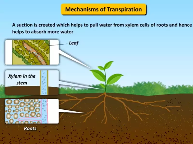 Difference Between Capillary Action And Transpiration Pull