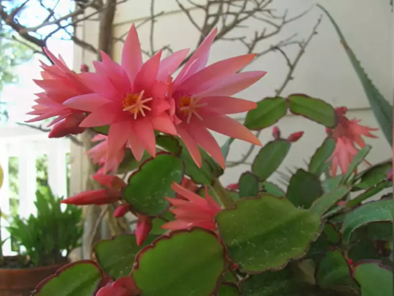Difference Between Christmas Cactus And Thanksgiving Cactus