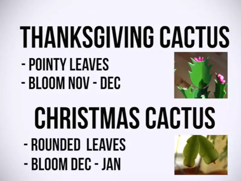 Difference Between Christmas Cactus And Thanksgiving Cactus