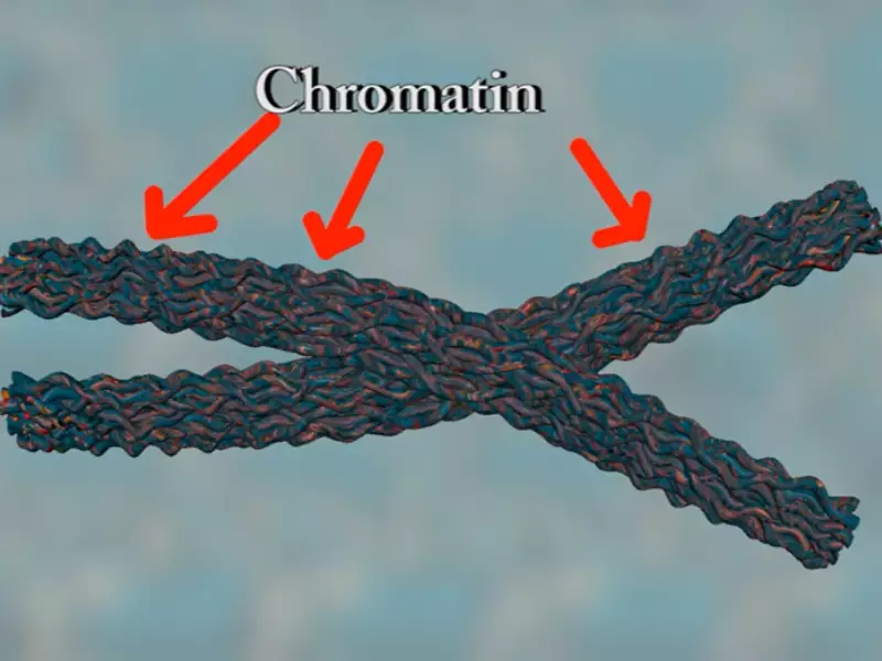 Difference Between Chromatin Fiber Vs. Chromosome