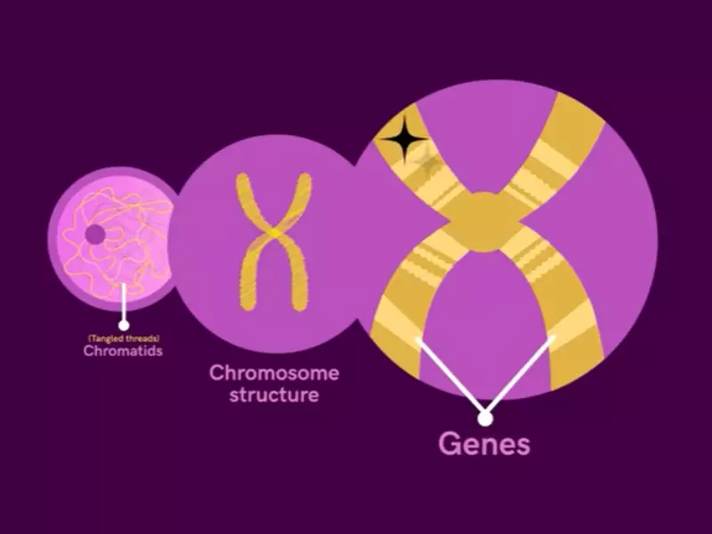 Difference Between Chromatin Fiber Vs. Chromosome