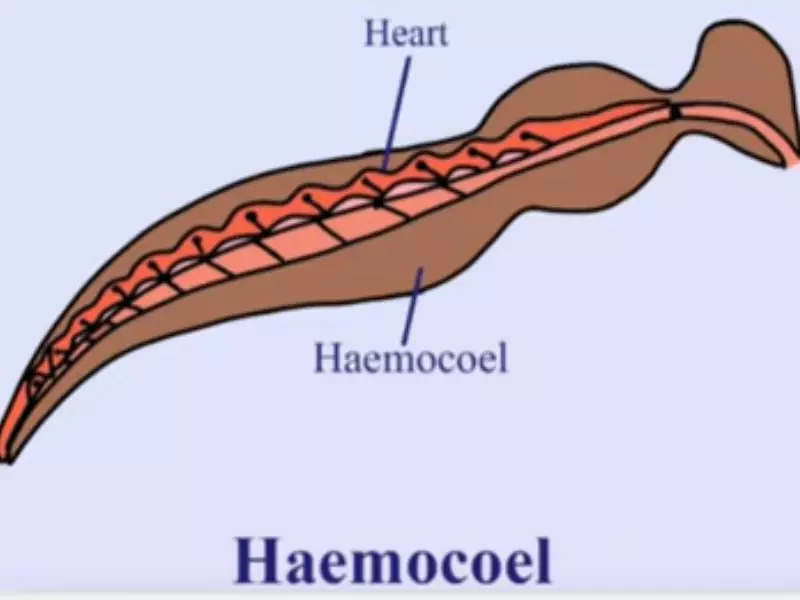 Difference Between Coelom Vs Haemocoel
